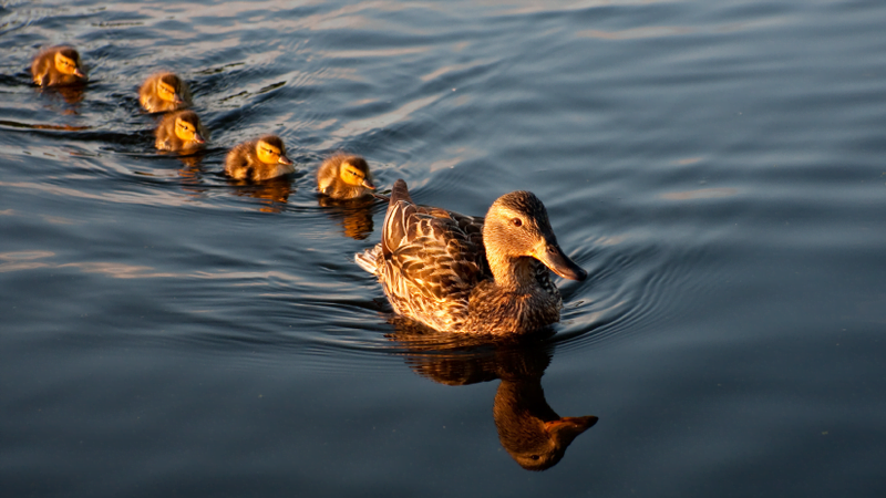 OnT Taking Parental Leave as an Executive Ft.Image | OnTalent