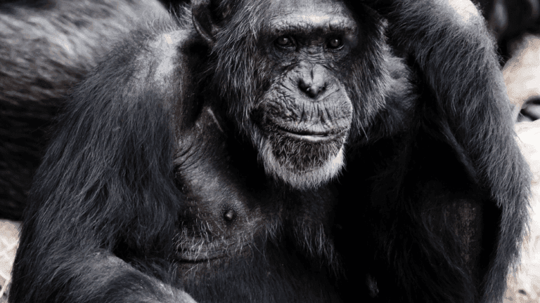 An image of a Gorilla to represent thinking time